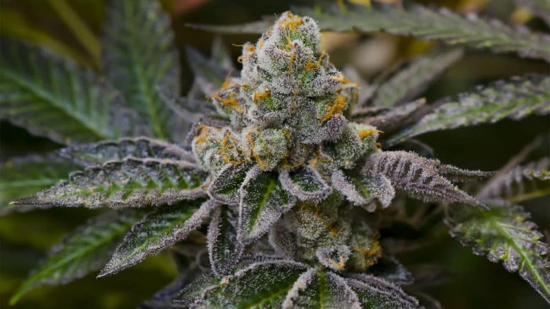 Medical Marijuana Feature: Platinum GSC Strain Review
