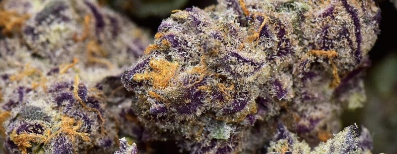 Medical Marijuana Feature: Purple Sticky Punch Strain