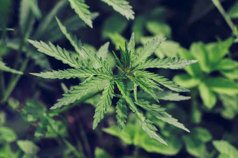 Phellandrene: Exploring the Dynamic Cannabis Terpene