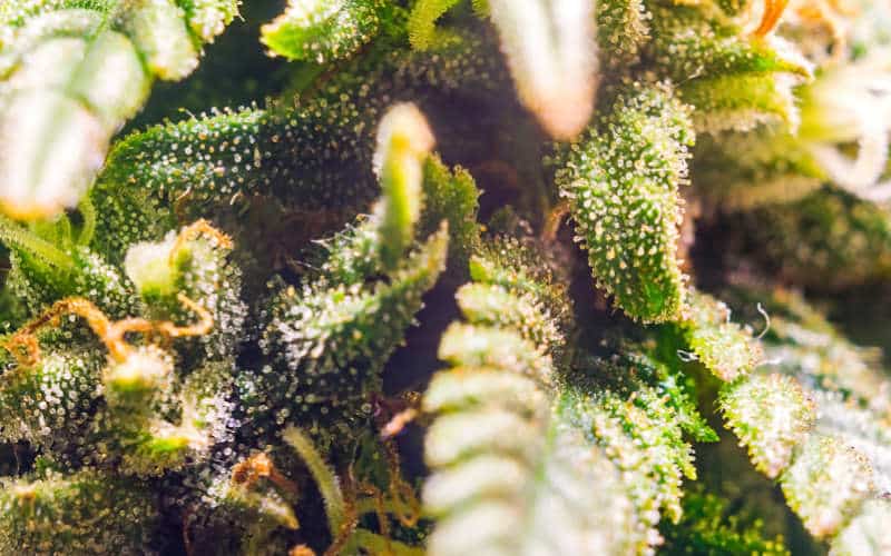Camphor: The Invigorating and Therapeutic Cannabis Terpene