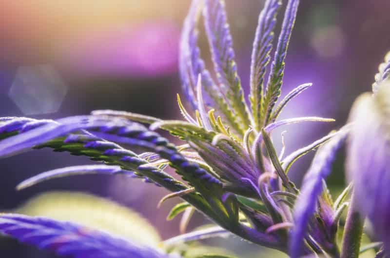 Health Benefits of Cannabis: Pain Management to Epilepsy