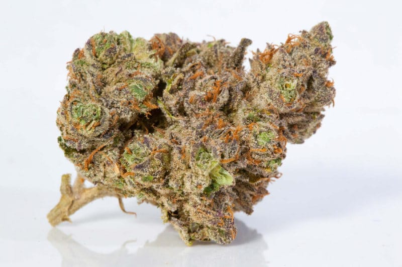Unveiling the Potent and Pungent StarDawg Cannabis Strain