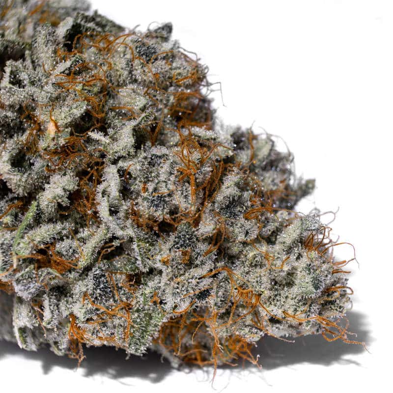Alien Abduction Cannabis Strain: A Journey to the Unknown