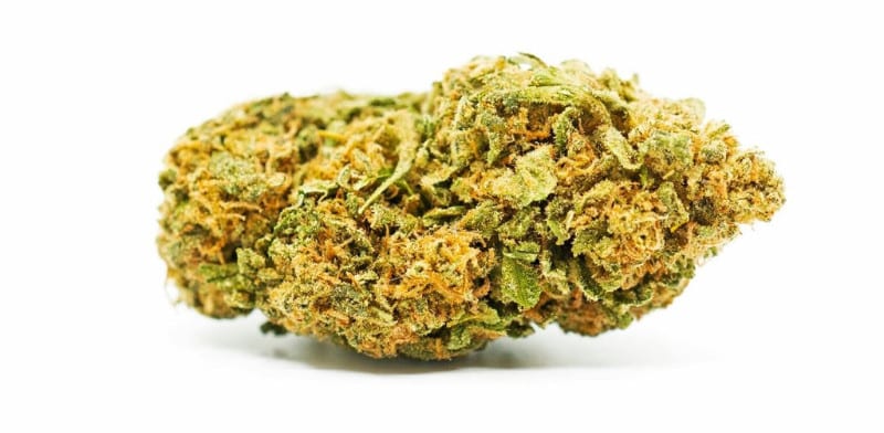 Amnesia Haze: A Legendary Cannabis Strain