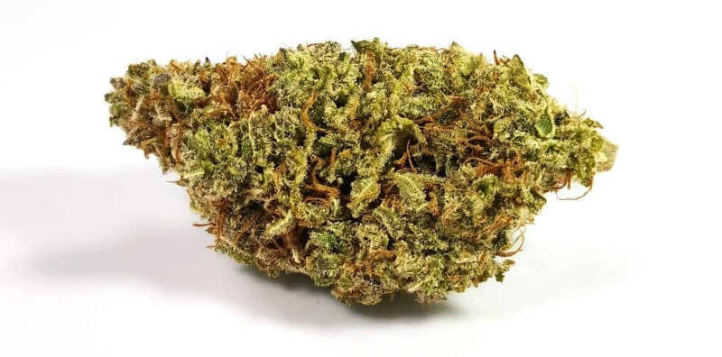 Lilac Diesel Strain: A Potent and Aromatic Cannabis Hybrid