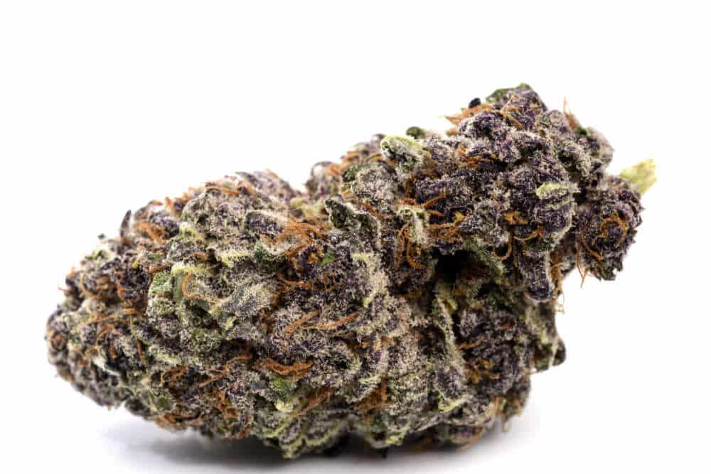 The Royal Hues & Effects of Purple Urkle Cannabis Strain