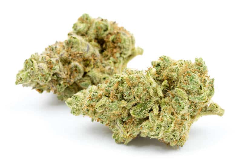 ZAZA Strain Review: A Potent and Tranquil Hybrid Cannabis