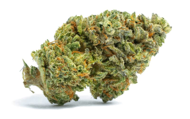 AK 1995: A Classic Cannabis Strain with Timeless Appeal