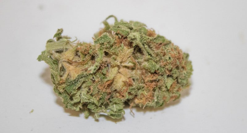 Exploring the Cannabis Strain Alien Orange Cookies Strain