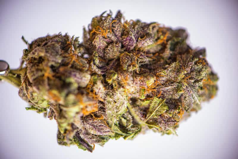 Grandaddy Purple: The Regal Indica with Vibrant Hues